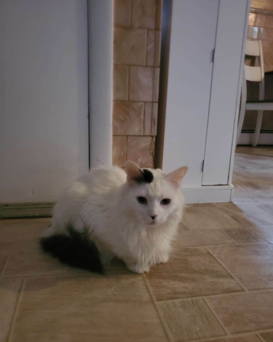 Breezey. Floor, Flooring, Wood, Cat, Angora, Hardwood
