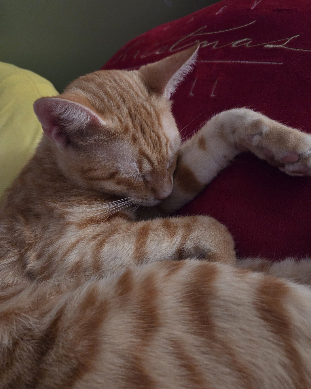 Precious the Orange cat. Cat, Kitten, Person, Sleeping, Manx