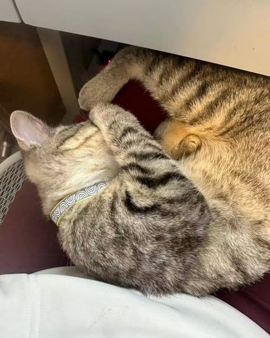 warrior. Cat