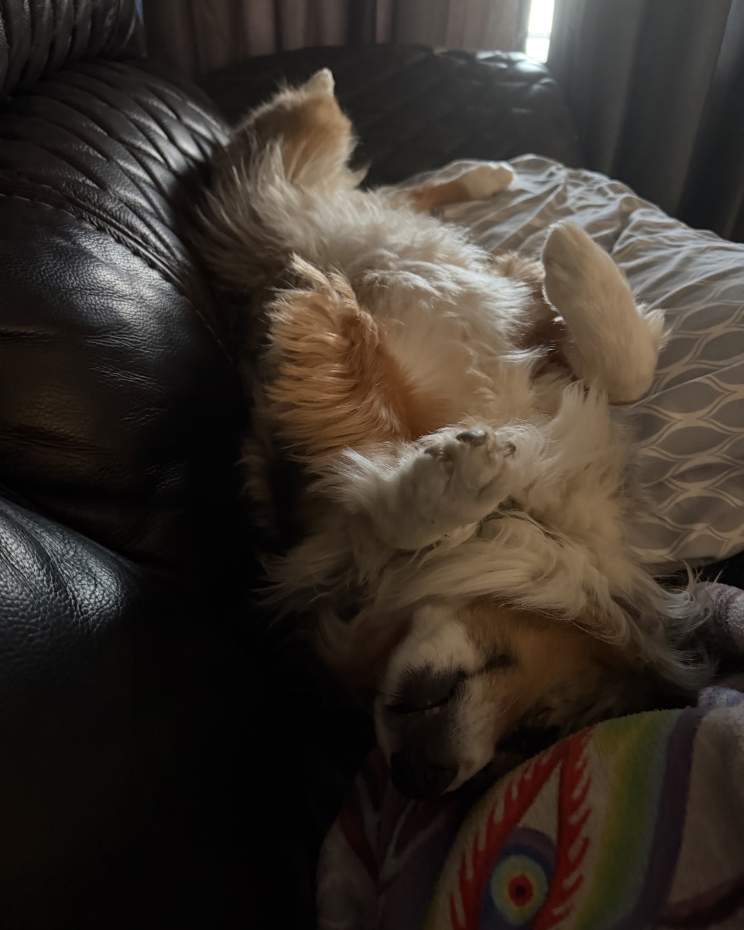 Murphy the Mini Aussie — Couch, Furniture, Dog, Puppy, Cushion, Home Decor