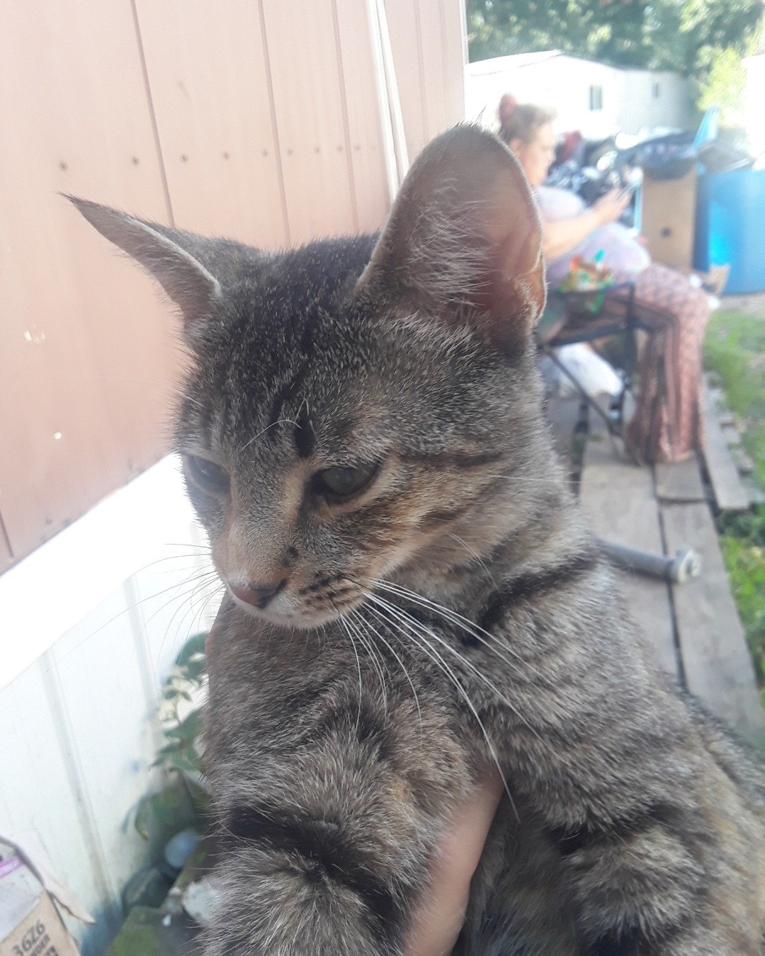 pepper the calico tabby. Plant, Potted Plant, Abyssinian, Cat, Adult, Male