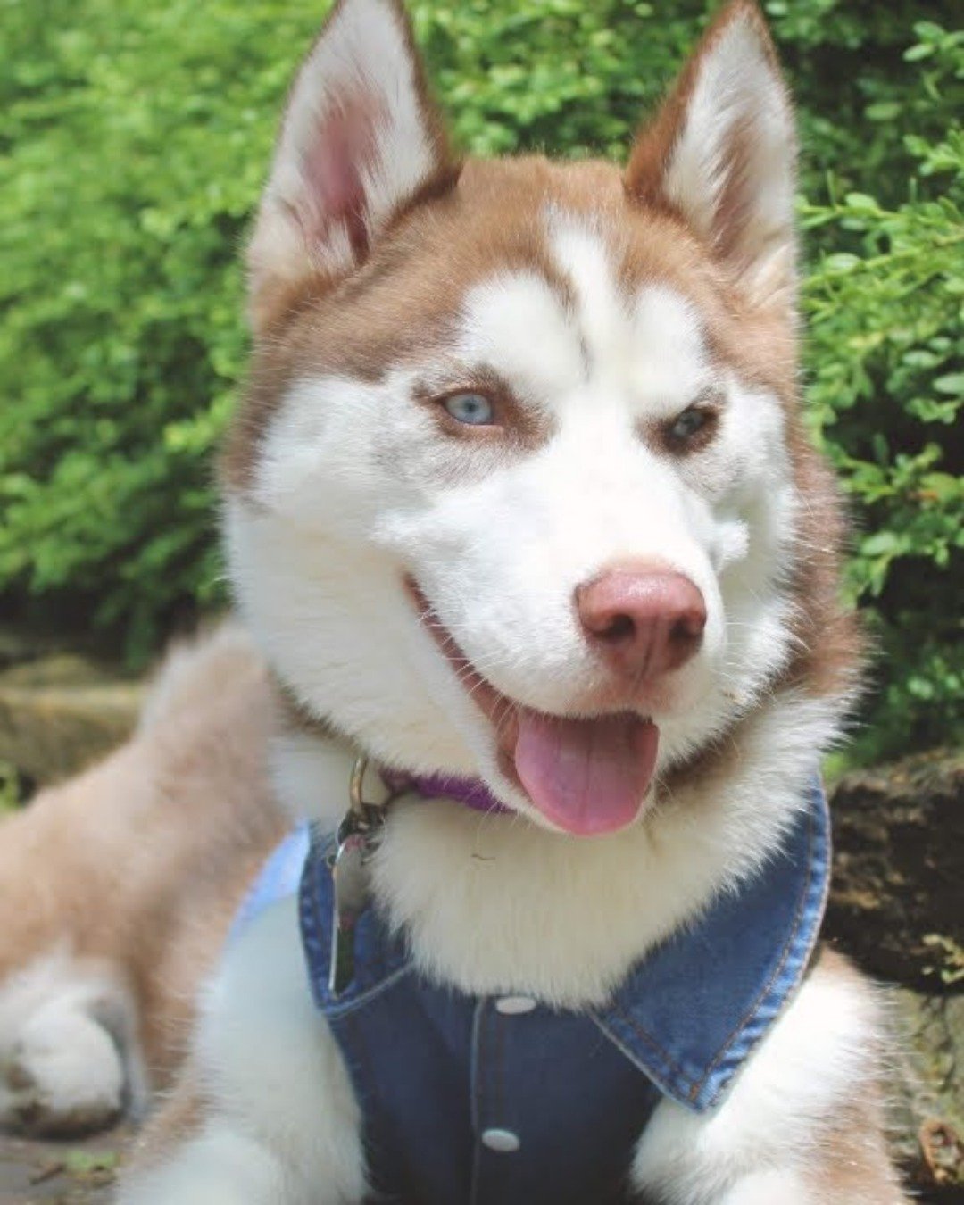 Hela Bella the Siberian Husky. Dog, Husky