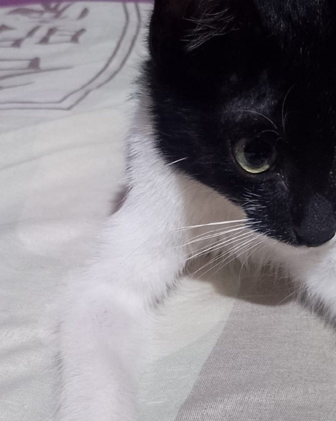 Silvestre. Cat, Kitten