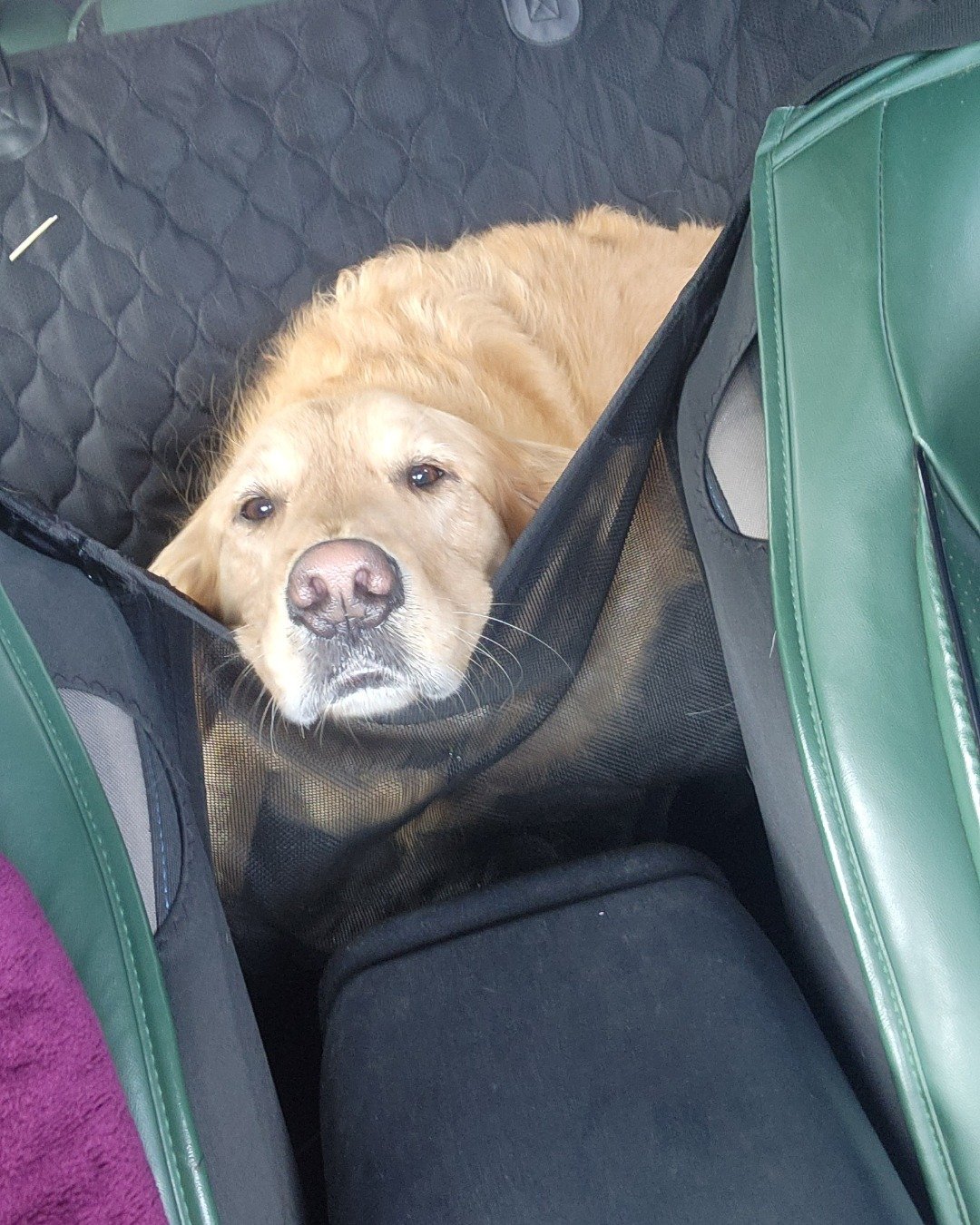 Jeffery — Dog, Golden Retriever, Puppy