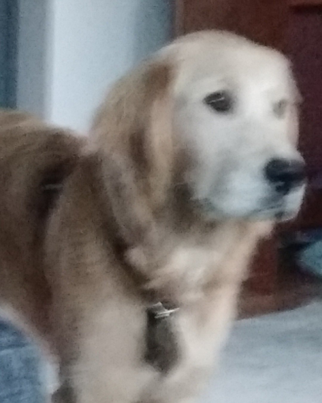 thatdogbeso the golden retriever. Dog, Golden Retriever, Puppy, Person
