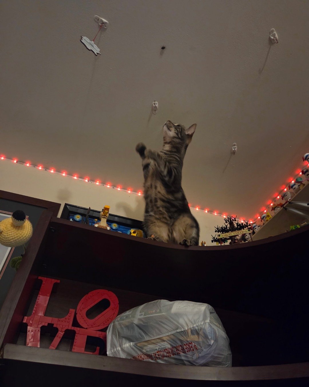ninja the tiny tiger. Cat, Lighting, Furniture, Architecture, Building, Indoors