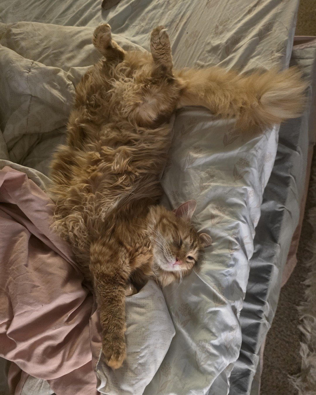 Jean-Luc the Orange Domestic Longhair. Couch, Furniture, Person, Sleeping, Cushion, Home Decor
