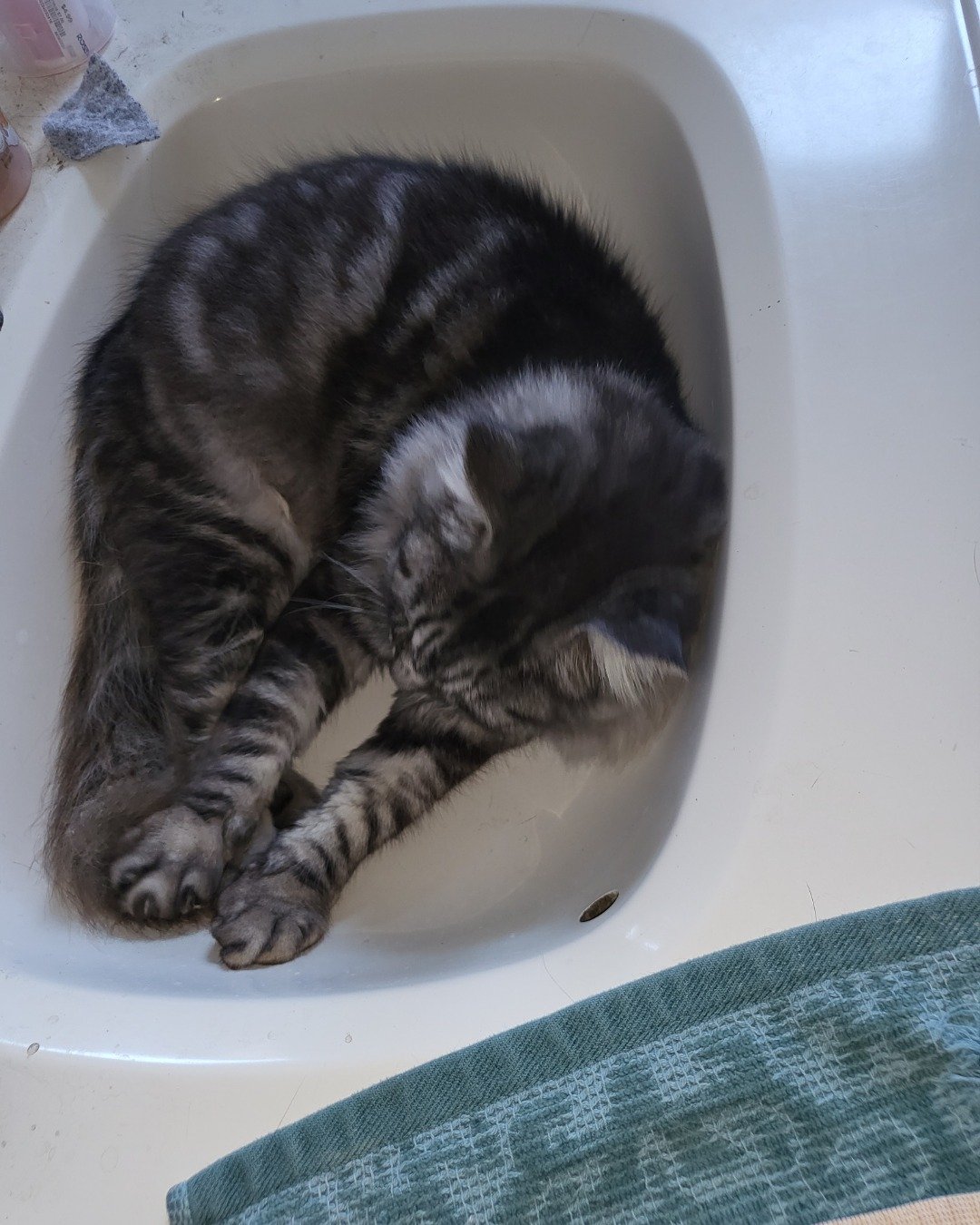 Yeti Freddie. Cat, Bathing, Bathtub, Person, Tub