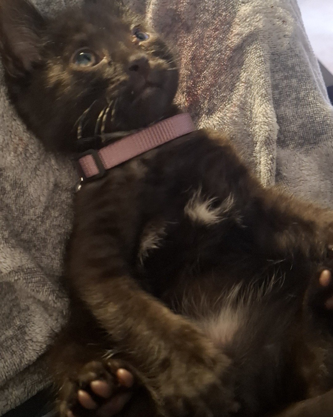 Aries the Black cat. Cat, Kitten