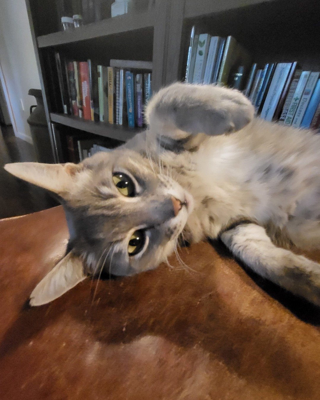 Jack the Tabby. Book, Publication, Indoors, Library, Furniture, Cat