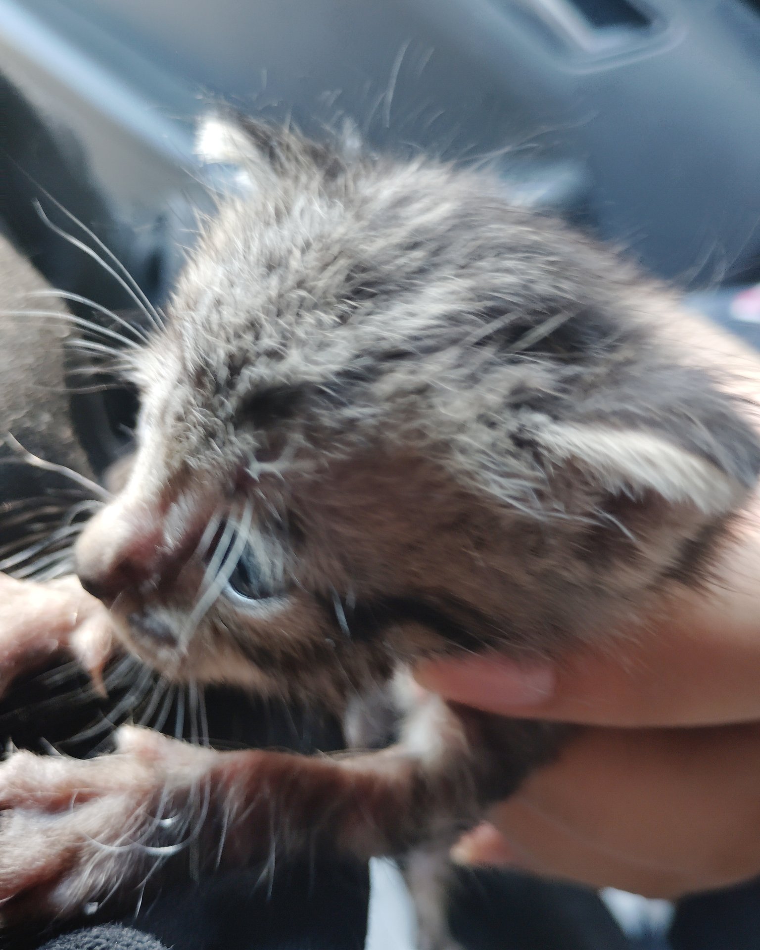 tiger the baby kitten. Cat, Kitten