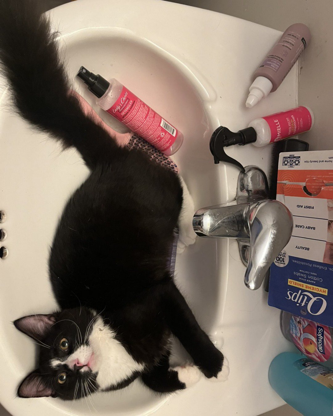 Olivier. Cat, Tape, Sink, Basin