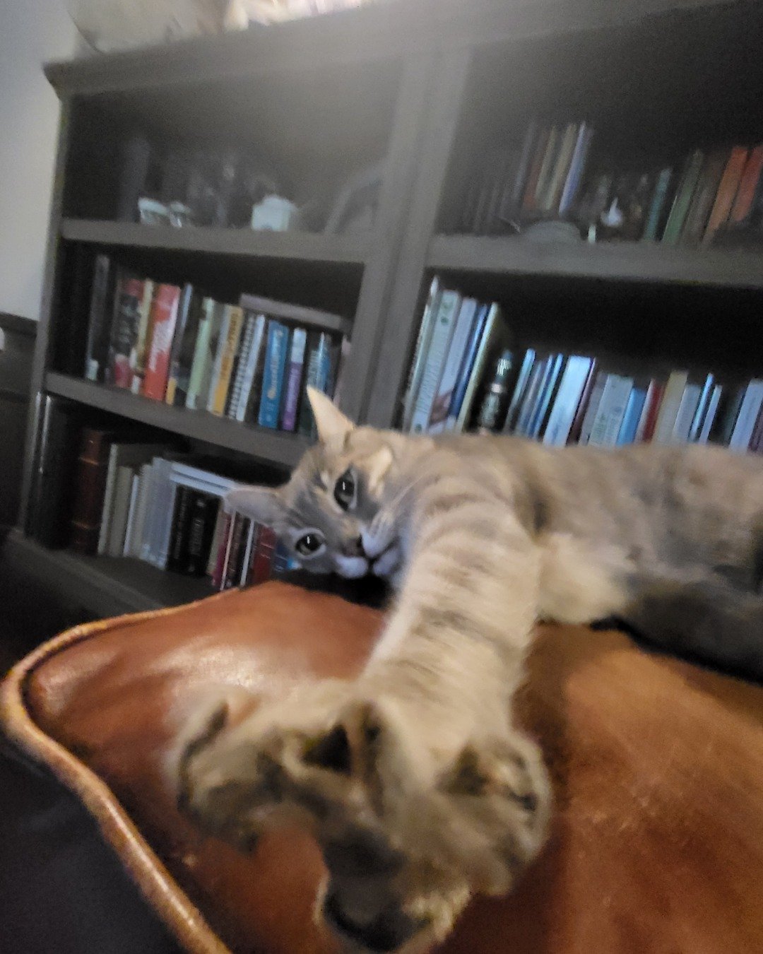 Jack the Tabby. Furniture, Book, Indoors, Library, Publication, Shelf