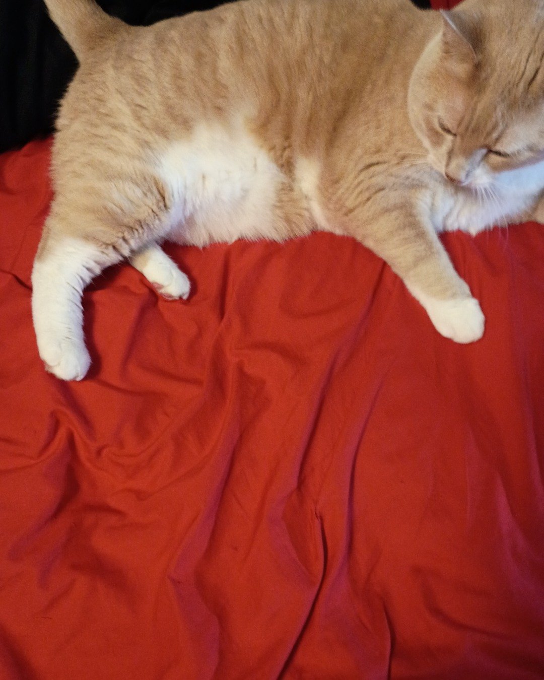 nacho. Blanket, Cat, Couch, Furniture, Abyssinian