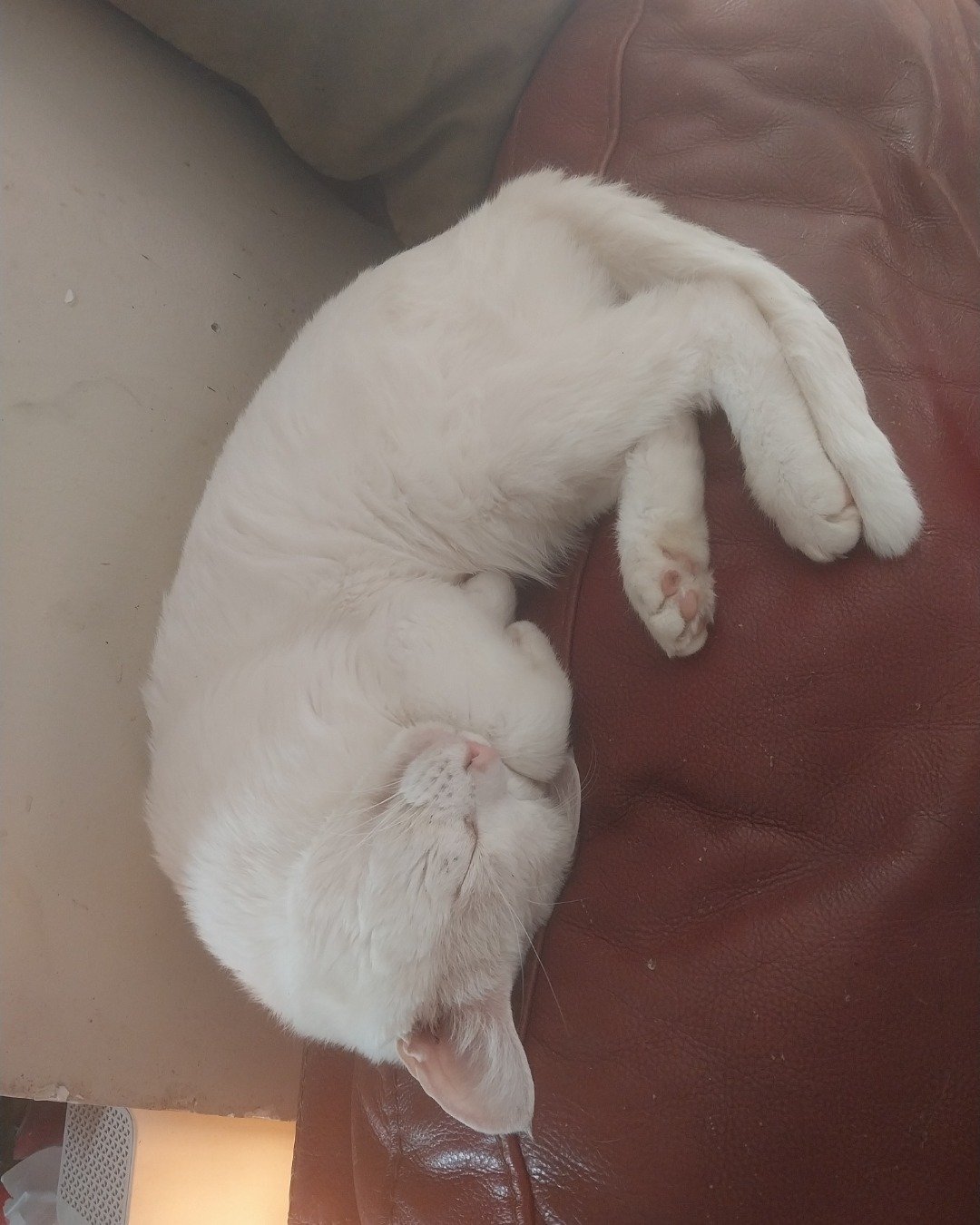 Ghost. the White cat idk. Person, Sleeping, Couch, Furniture, Cat, Cushion