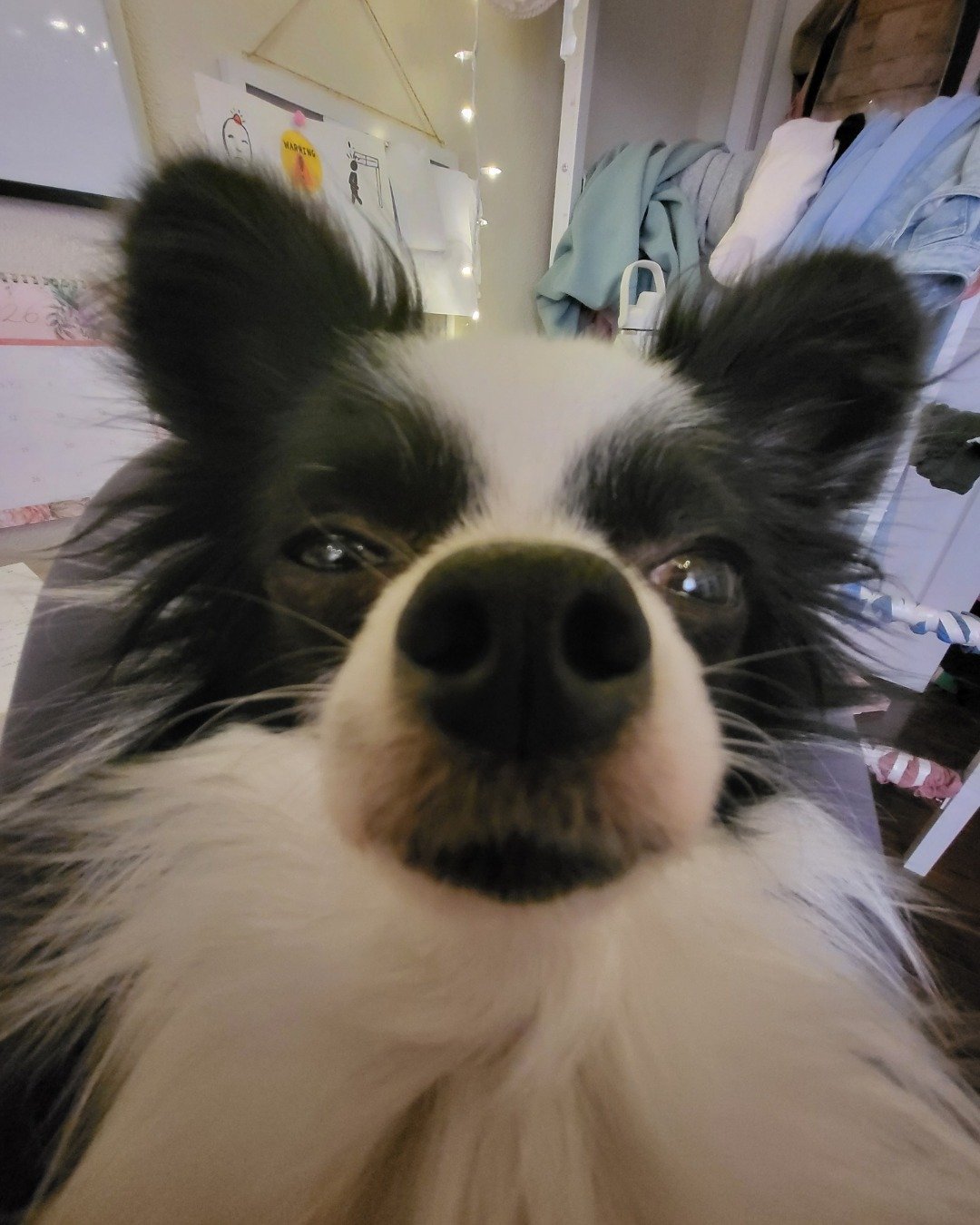 Danny the Long haired Chihuahua. Dog, Puppy, Cocker Spaniel, Papillon