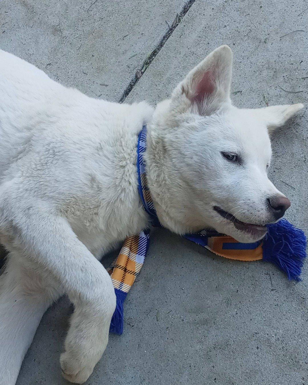 Chopper the White Husky and German shepherd mix. Dog, Husky, White Dog, Puppy