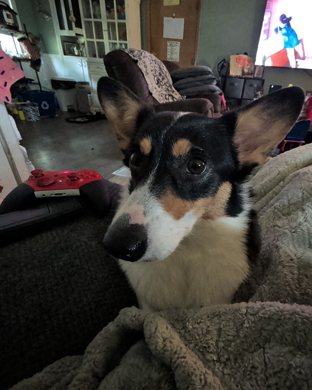 hazel the Paran Brook Corgi. Couch, Furniture, Dog, Puppy, Architecture, Building