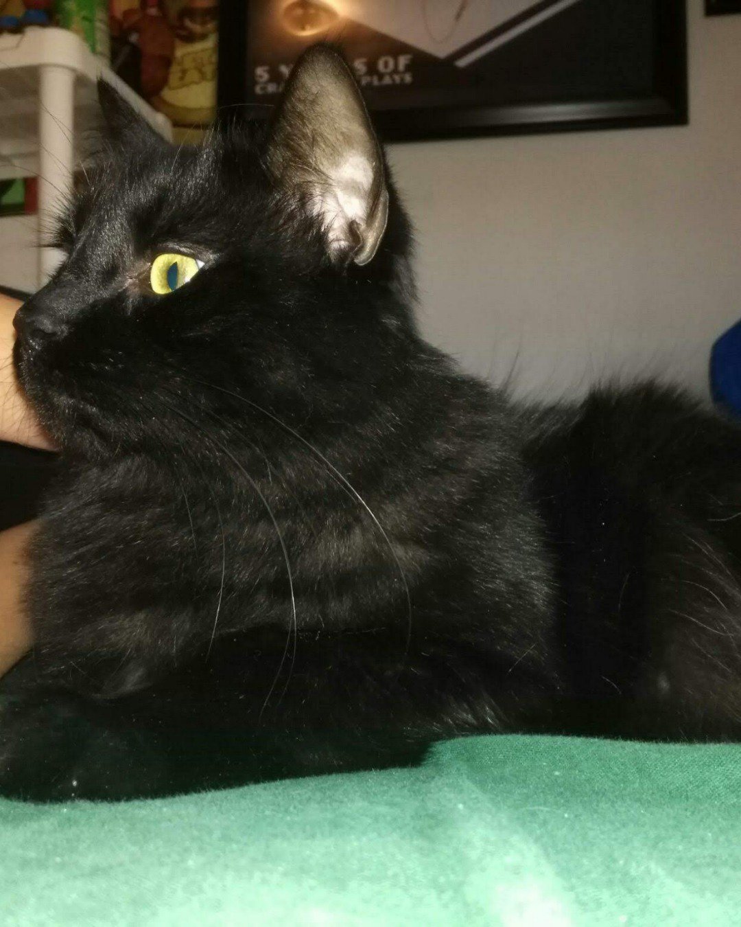 Sylvester the Unsure. Cat, Black Cat
