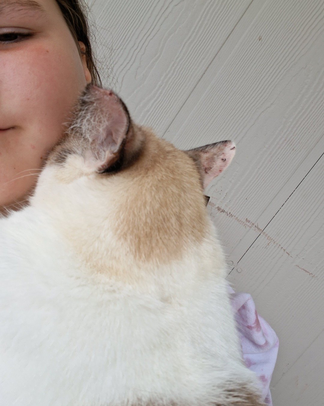 dewey the snowshoe. Person, Cat, Kitten, Siamese