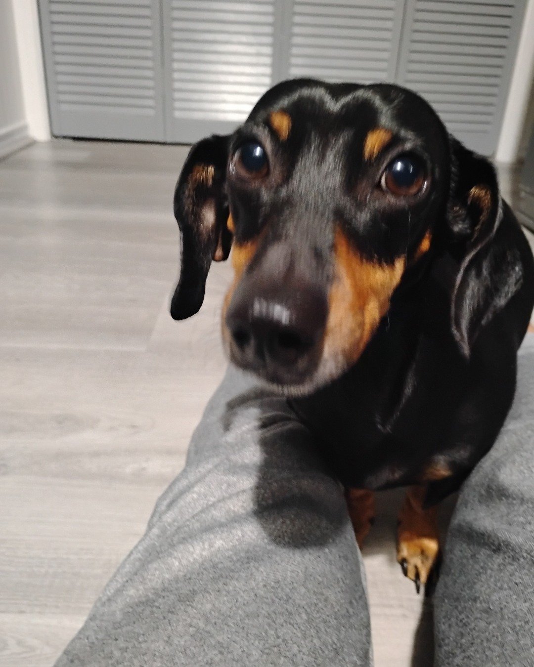 ralphie the wiener dog. Dog, Puppy, Hound