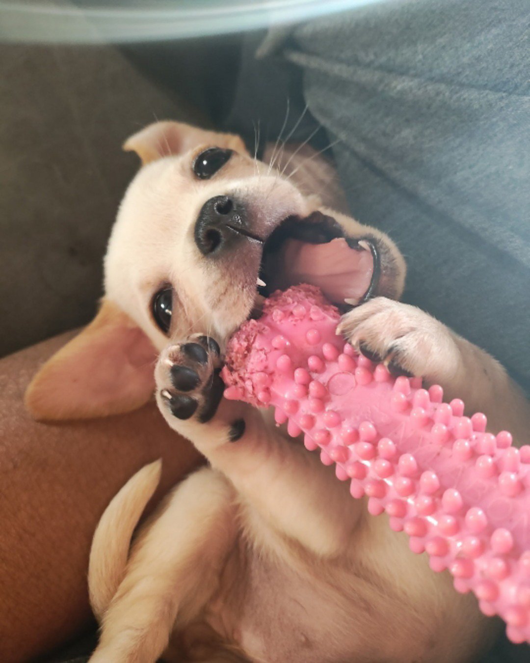 aveil and Neriah the pugzu. Dog, Puppy, Person, Accessories, Baby, Hound