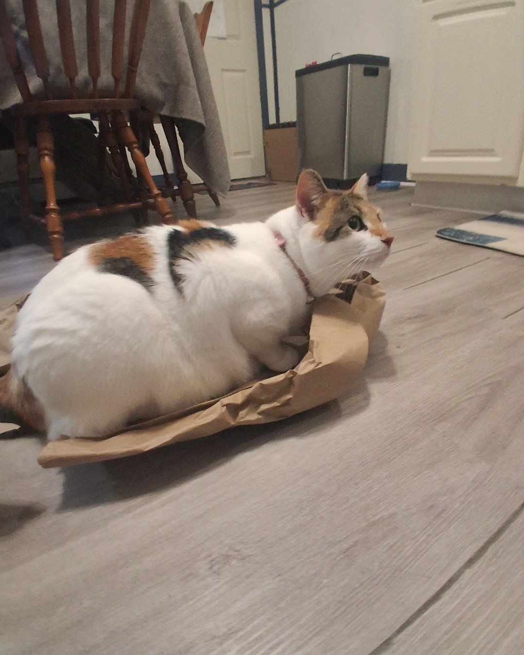 Callie the Calico maincoon. Floor, Flooring, Wood, Hardwood, Chair, Furniture