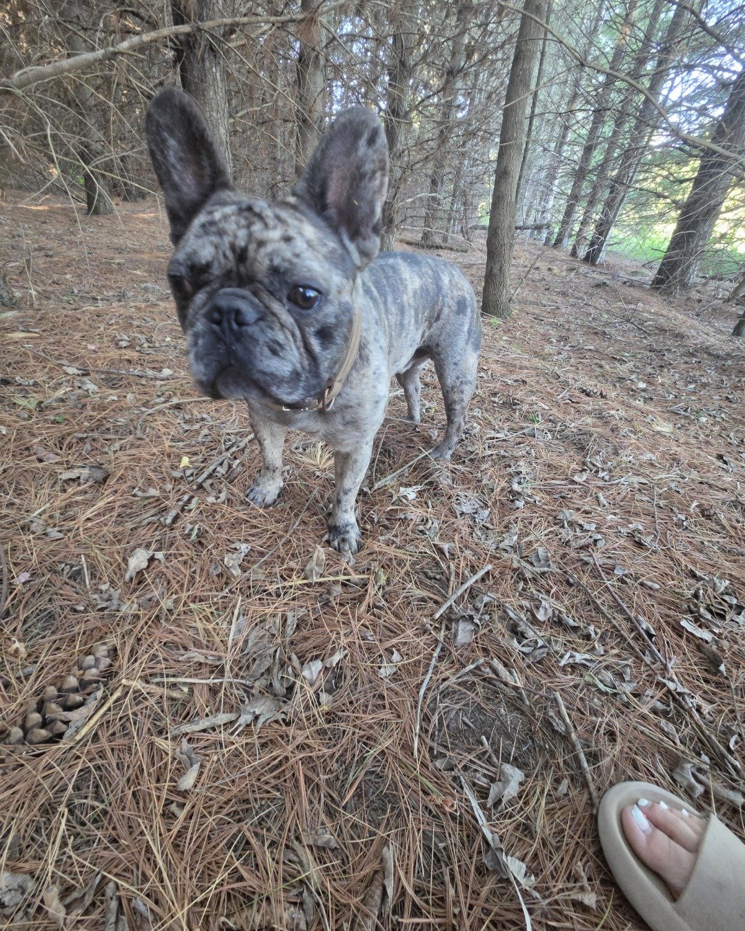 Porkchop the frenchton. Soil, Bulldog, Dog, French Bulldog, Plant, Vegetation