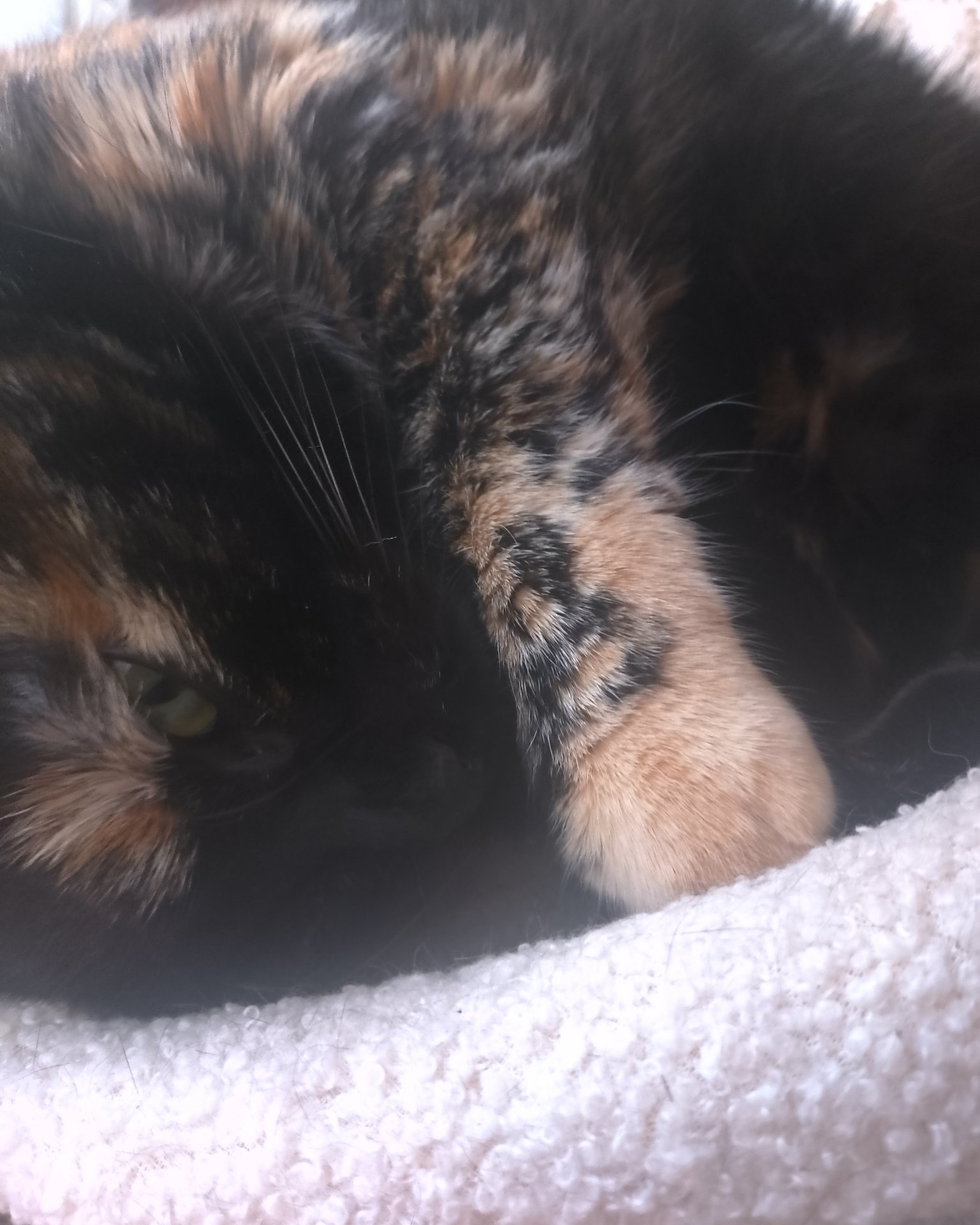 Candy (a.k.a. Angie) the American Shorthair. Cat, Kitten, Manx
