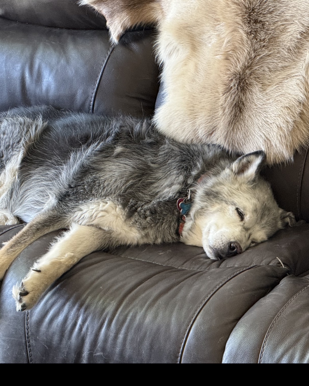 Loki the Husky Mix