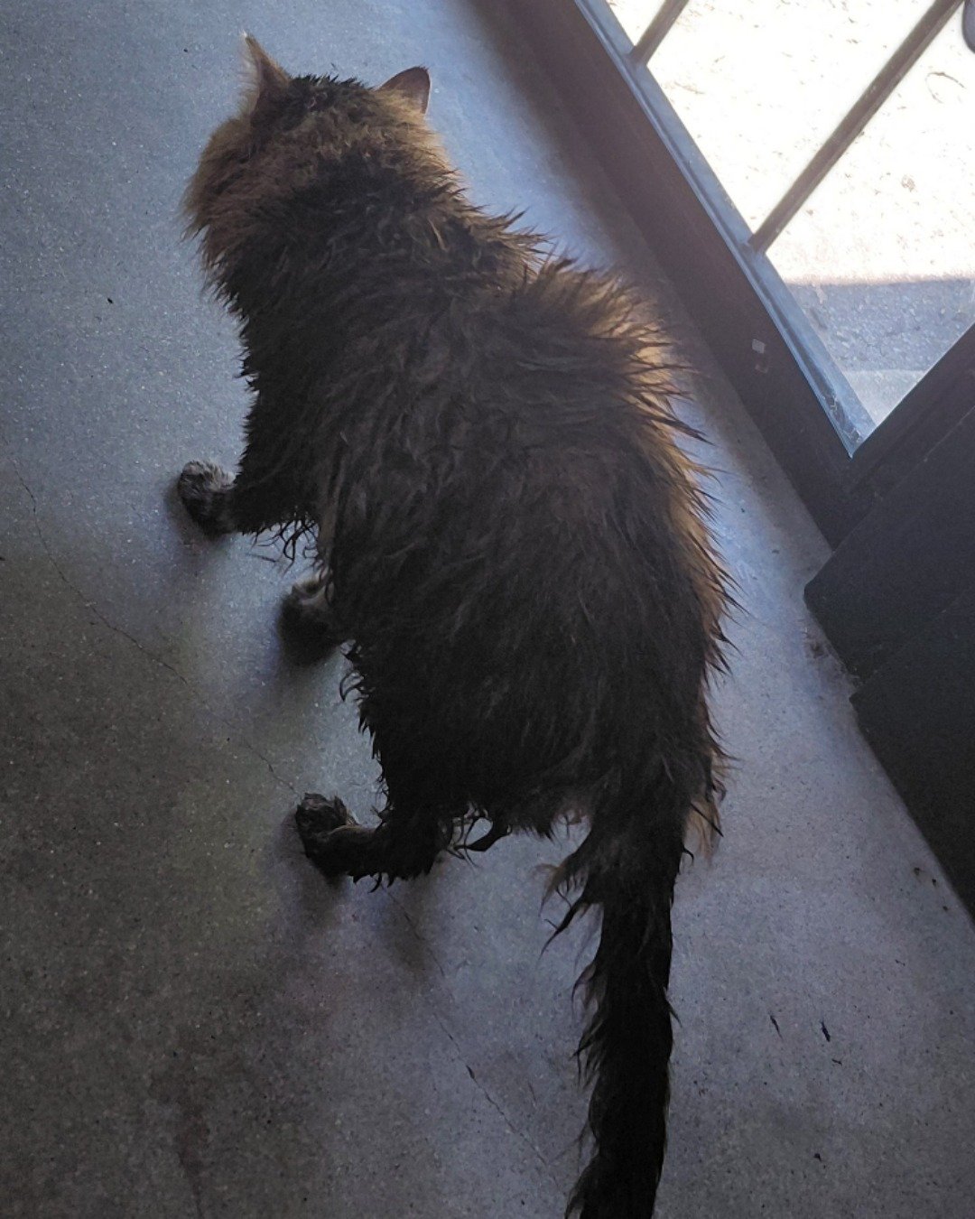 Hot Tamale/Mollie the Norwegian Forest Cat. Dog, Cat