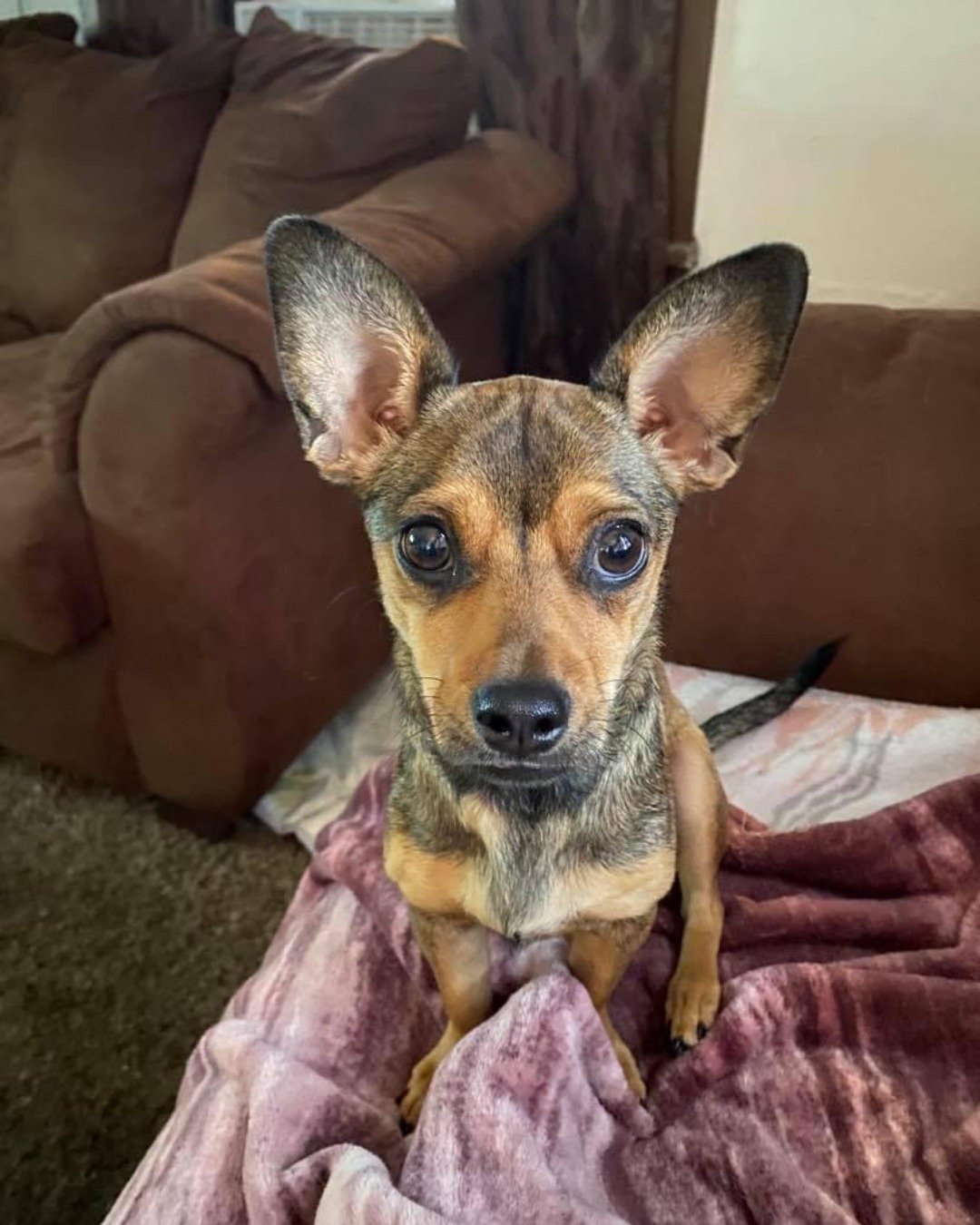 joy the female Chihuahua. Dog