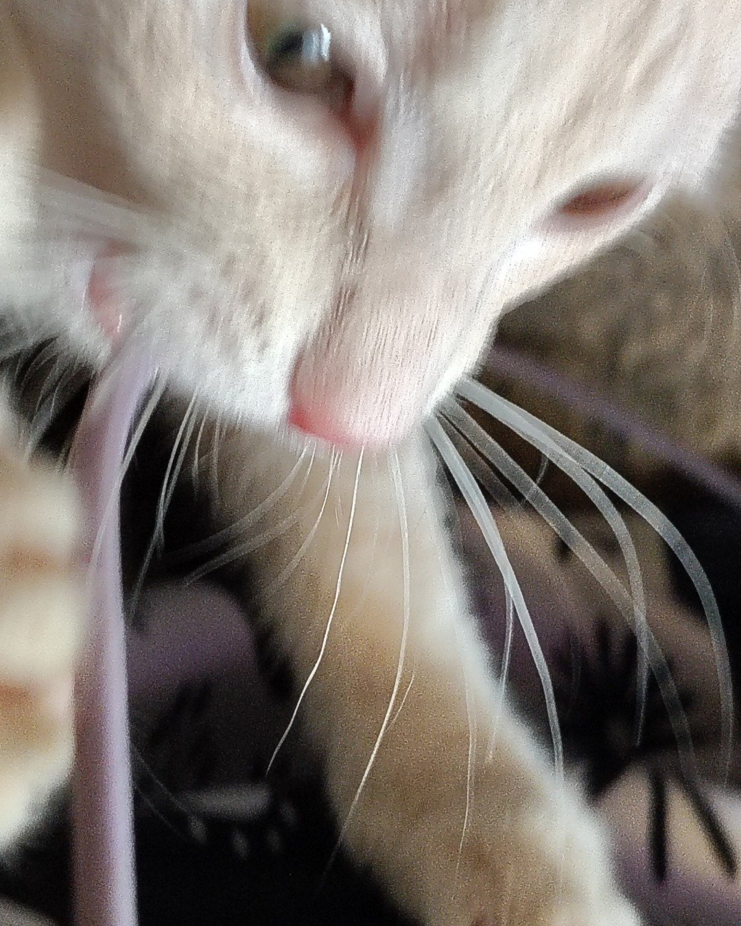 Aphrodite the orange kitty. Cat, Kitten, Person
