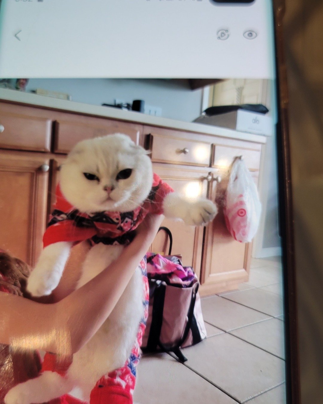 kenaz the Scottish fold. Person, Drawer, Furniture, Cabinet, Bag, Accessories