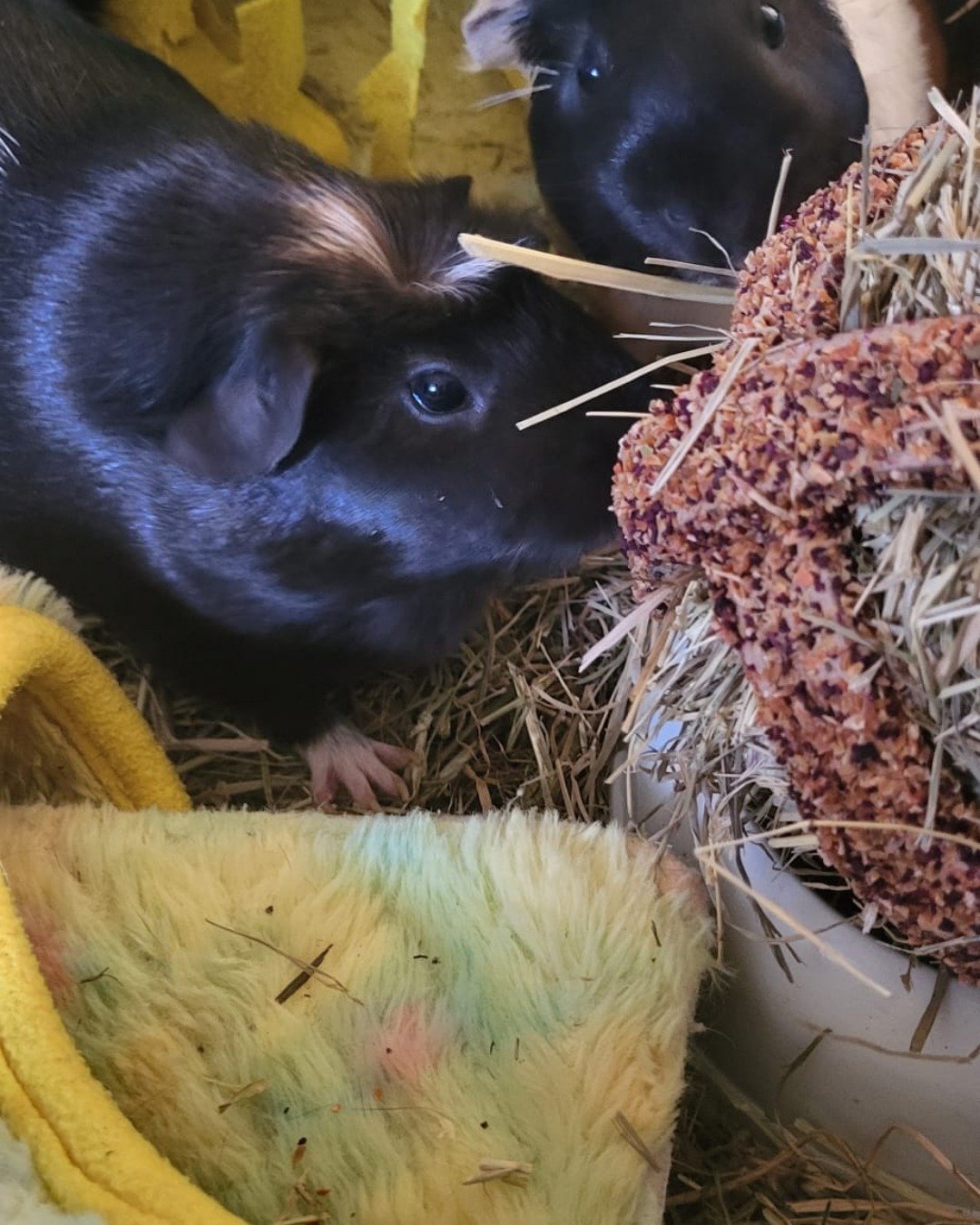 Raven the Guinea pig. Pig, Rodent