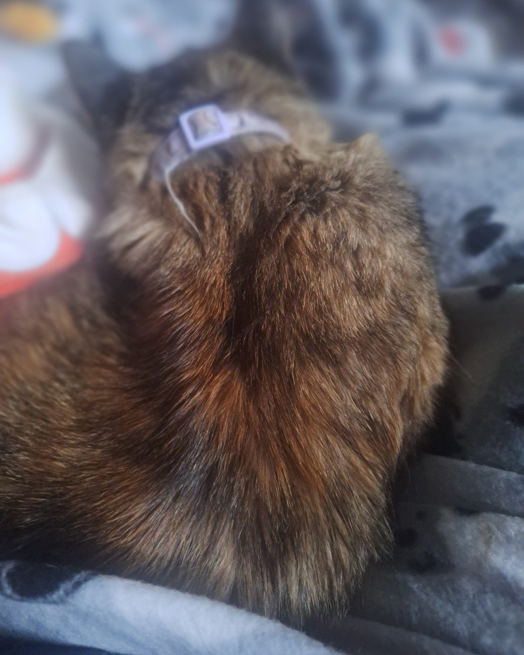 Buttercup. Cat, Clothing, Fur