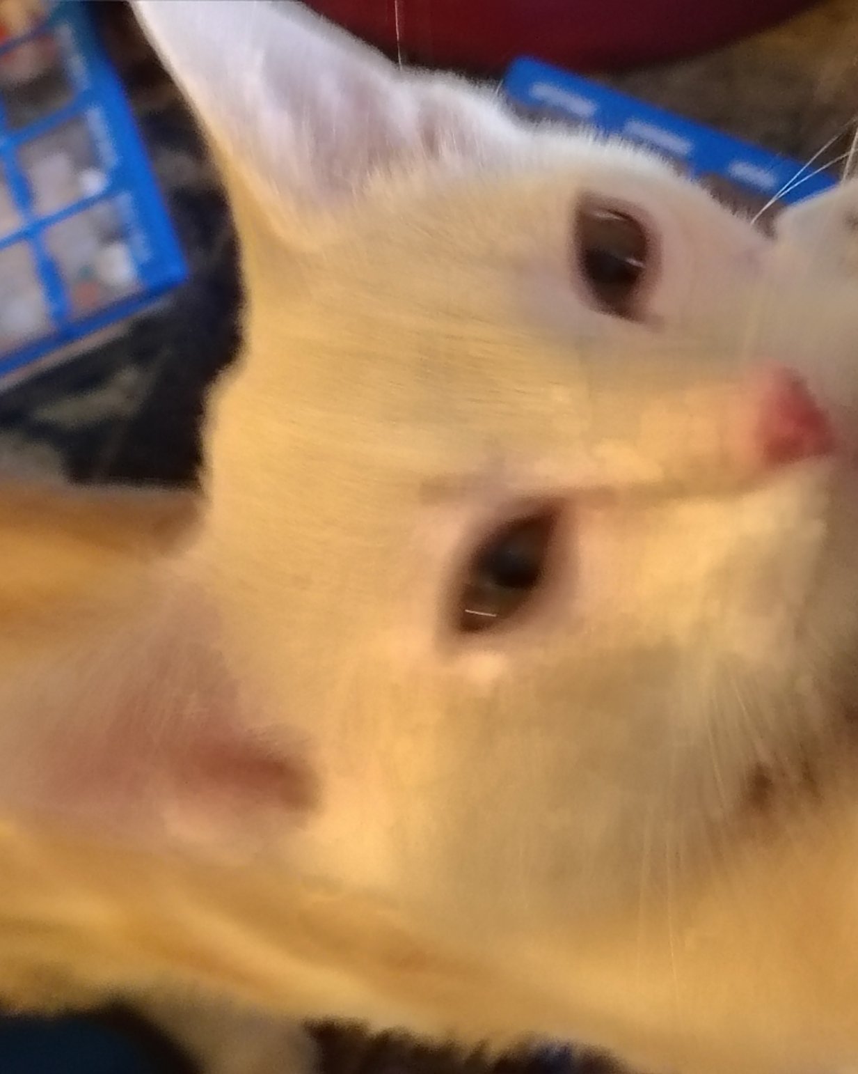 Aphrodite the orange kitty. Cat