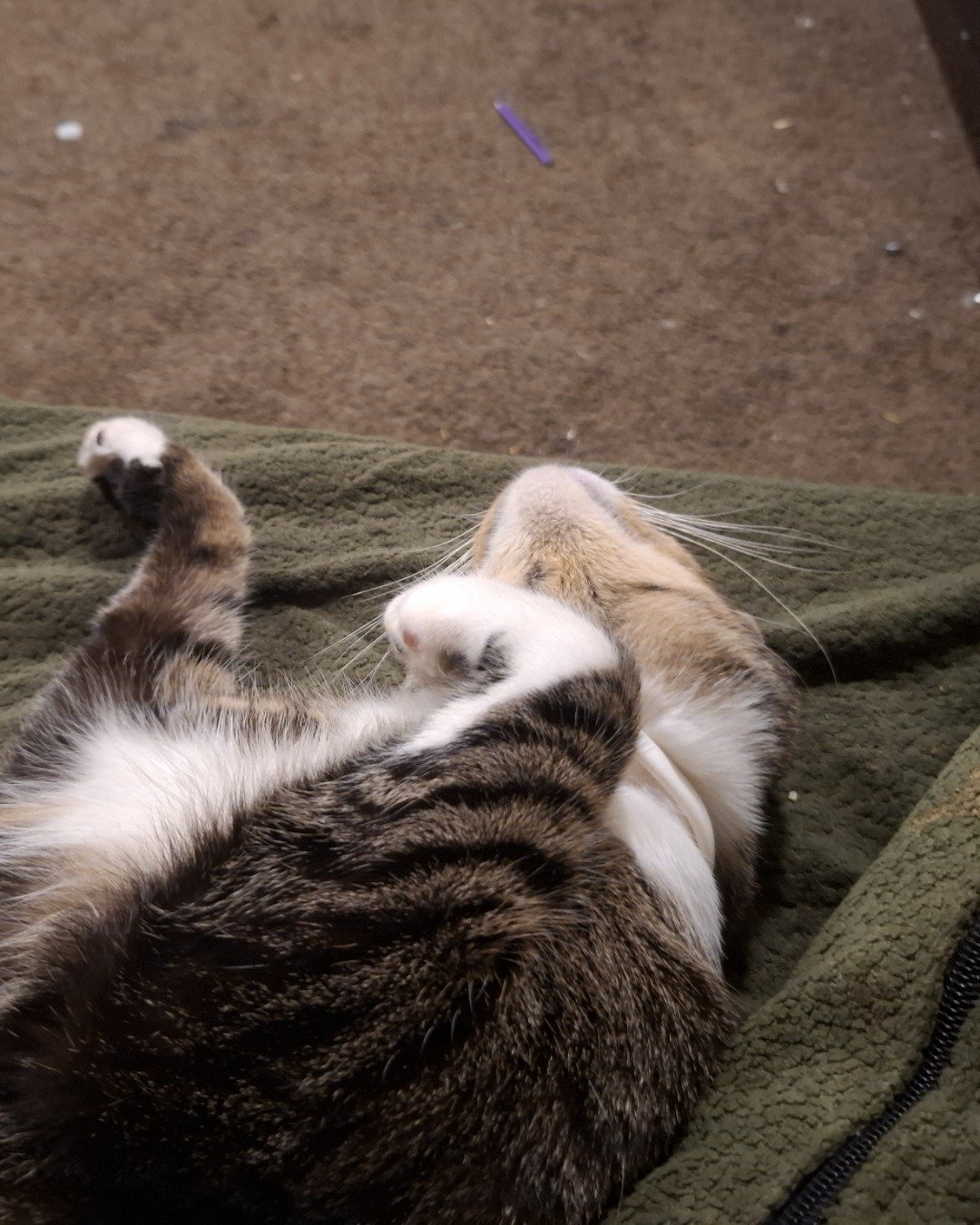 zenth. Person, Sleeping, Cat, Kitten