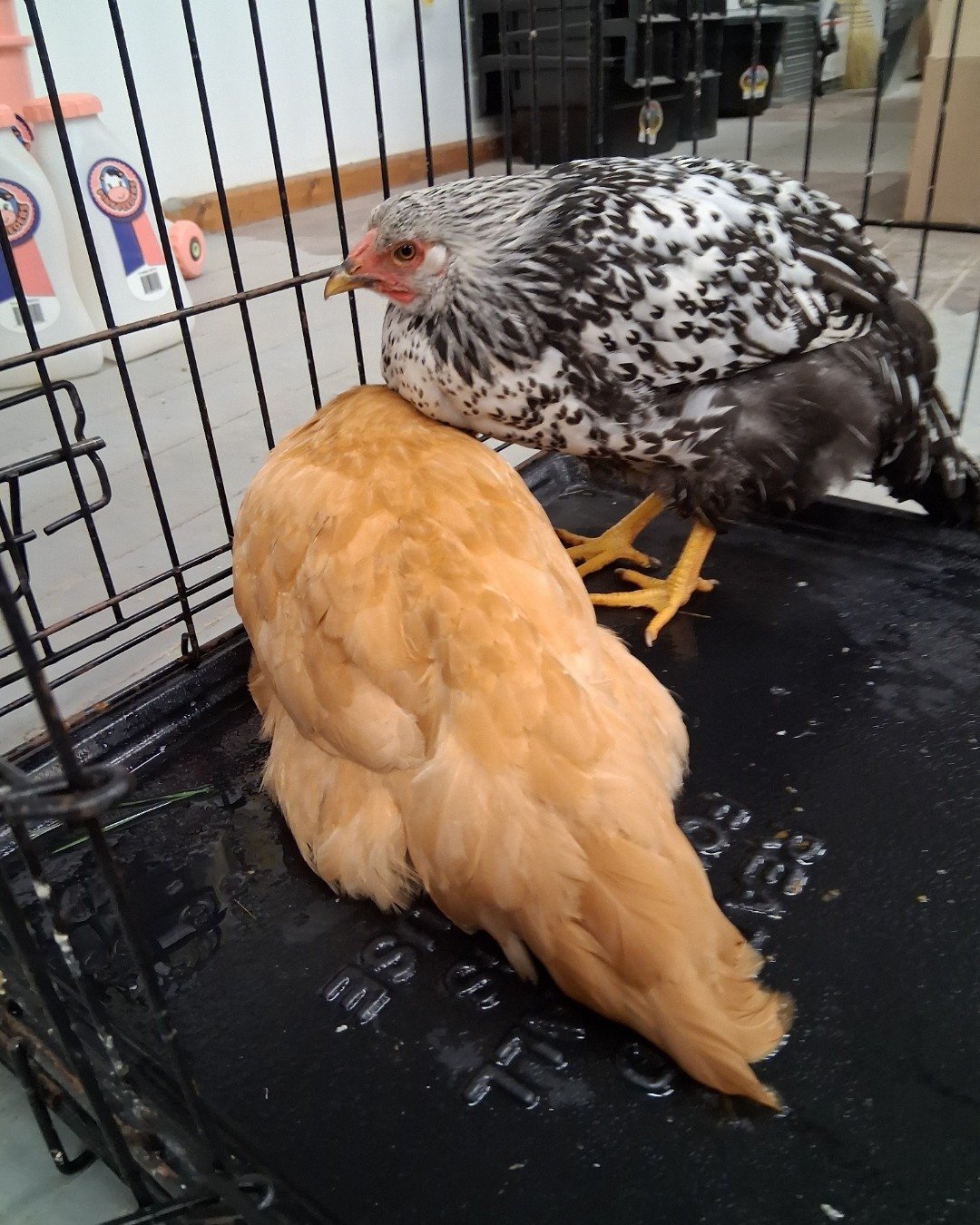 chickens. Bird, Chicken, Fowl, Hen, Poultry, Person