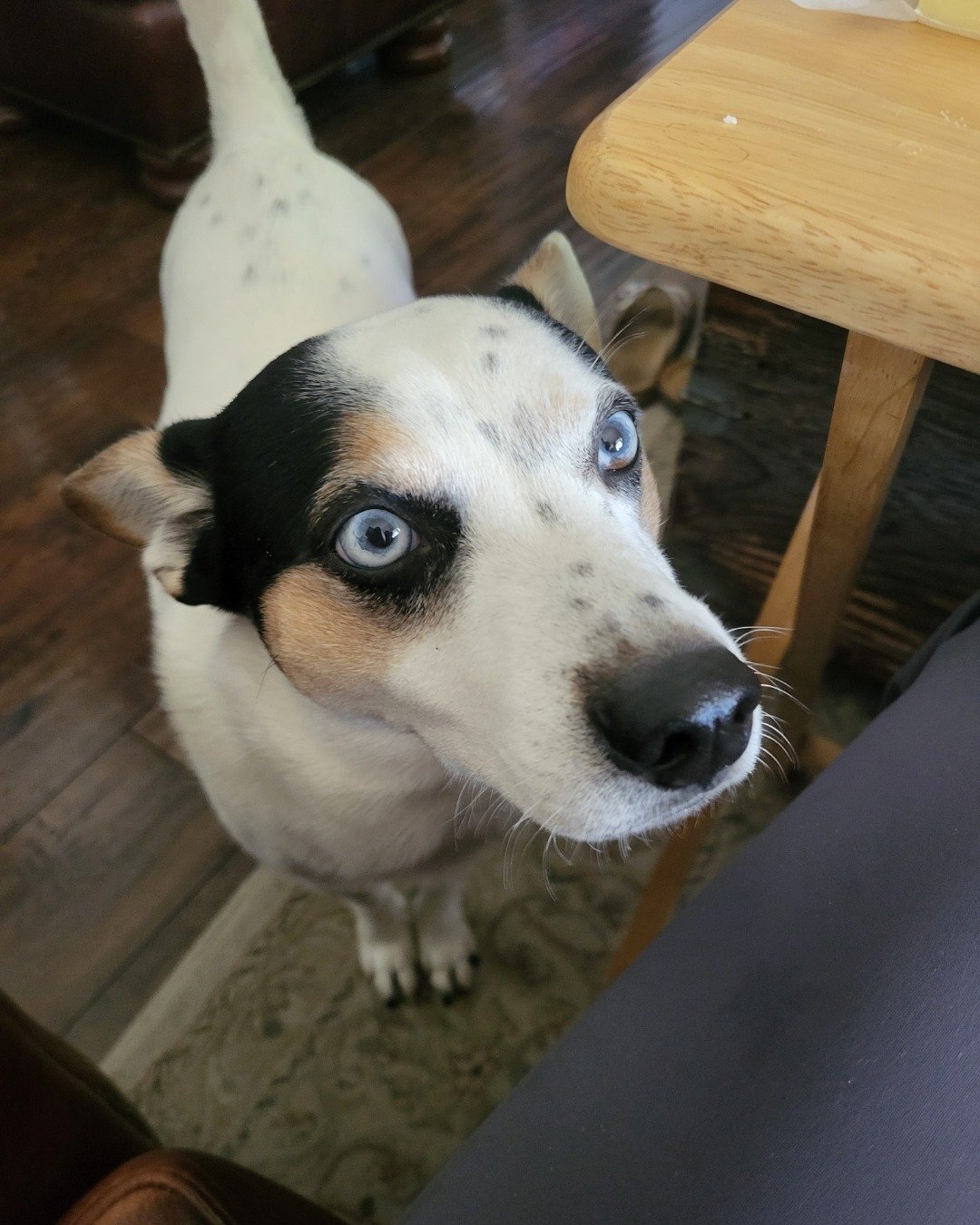 Billy the 1/4 Chihuahua 3/4 Queensland healer. Dog, Puppy, Hound, Wood, Furniture, Table