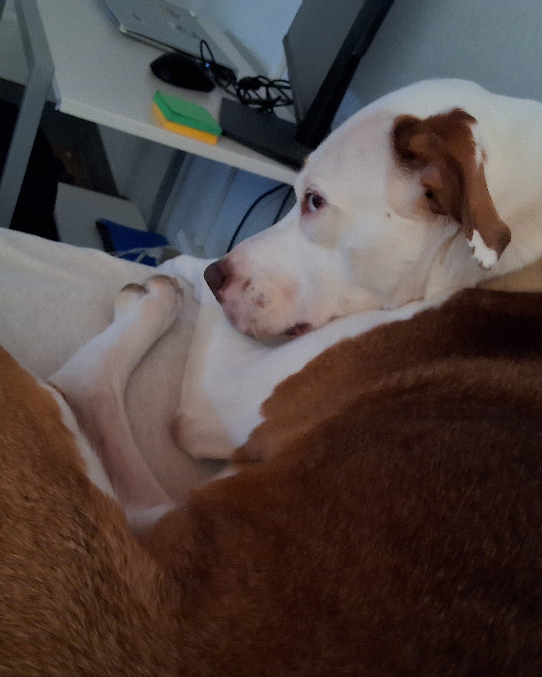 Daisy the Australian shepherd pit bull mix. Dog, Hound, Puppy, Person, Sleeping