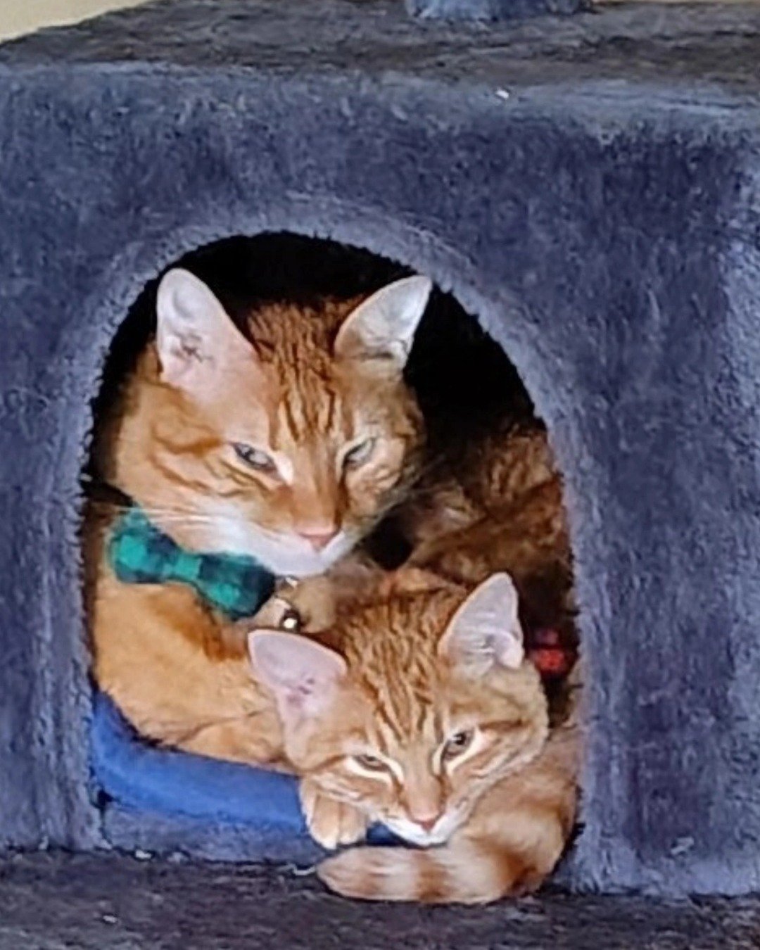 The Ginger Bros the Ginger. Cat, Kitten