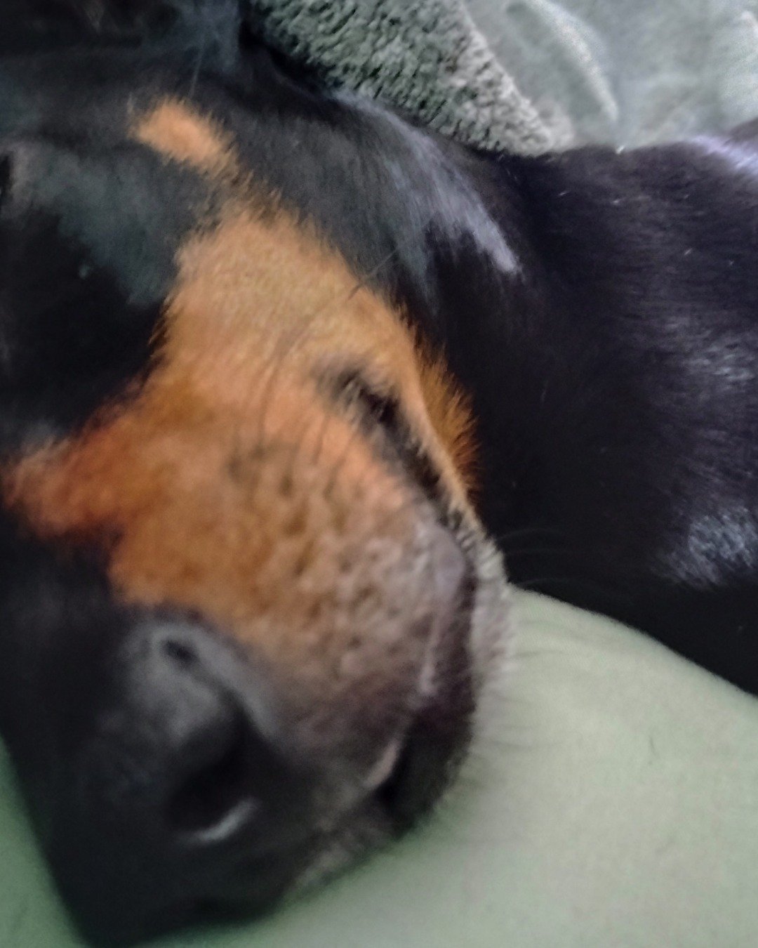 ralphie the wiener dog. Person, Sleeping, Dog, Puppy, Hound