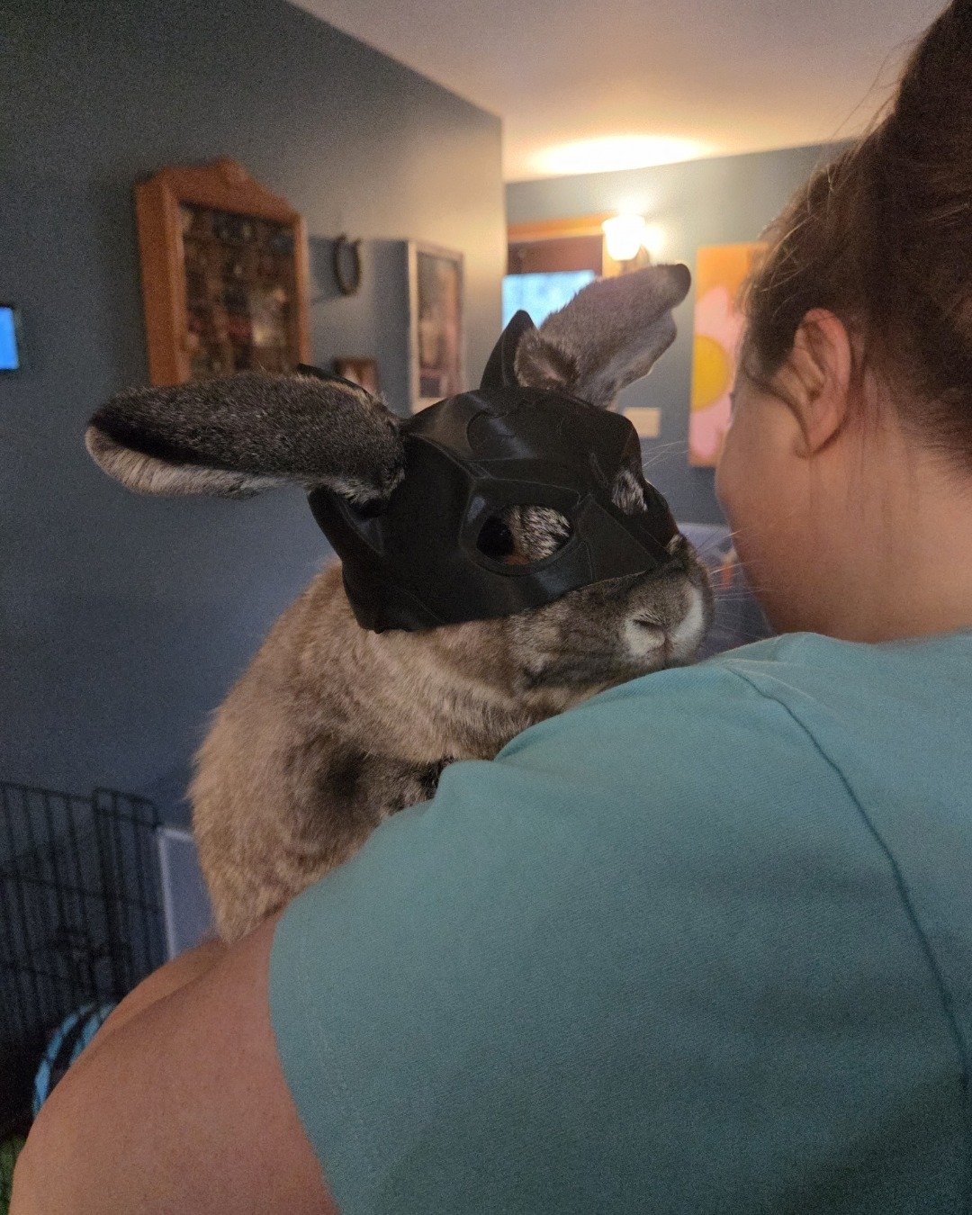 rocket the mini lop. Person, Cat