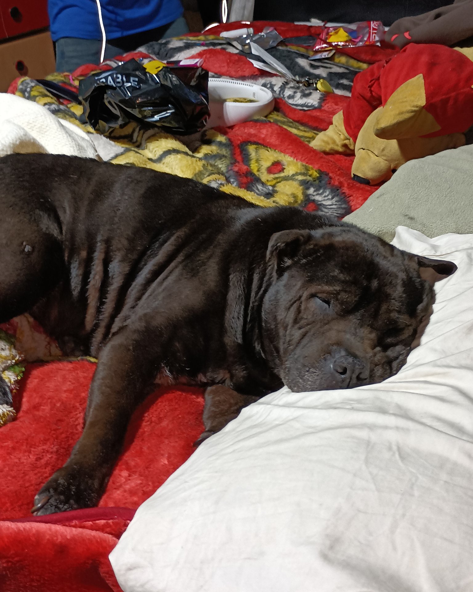 Purty Panda the shar pei  pitbull mix. Couch, Furniture, Dog, Person, Bulldog, Puppy
