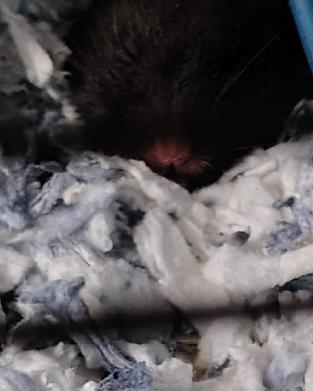 Fiona the Syrian Black and White hamster. Rodent, Hamster