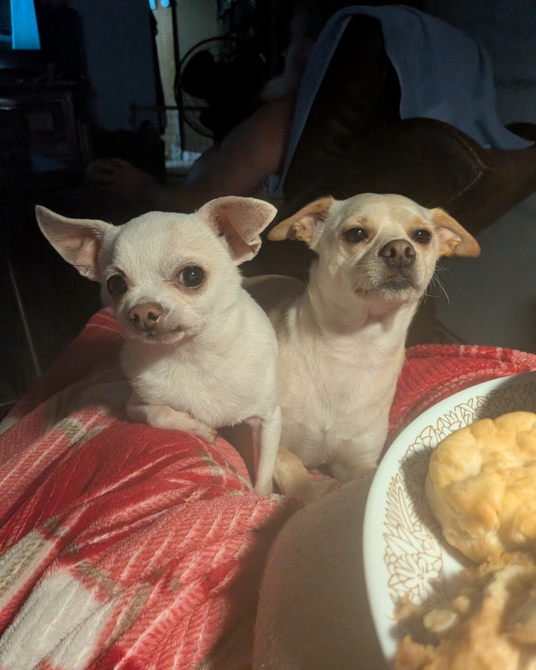 Little Fiddle ( left) and Lucky the Chihuahua and Chihuahua mix. Dog, Puppy, Chihuahua