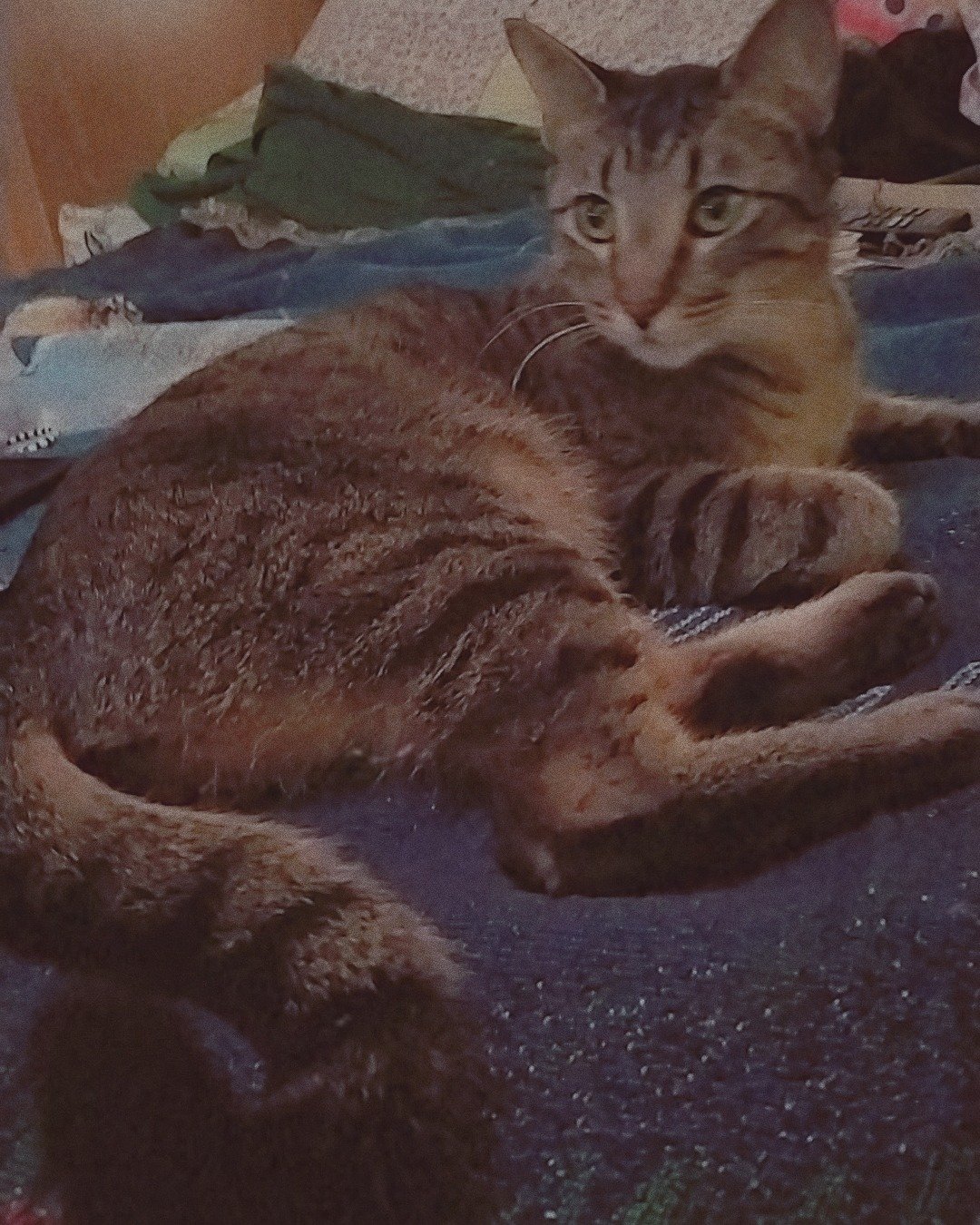 Sebby the Grey stripped tabby. Abyssinian, Cat