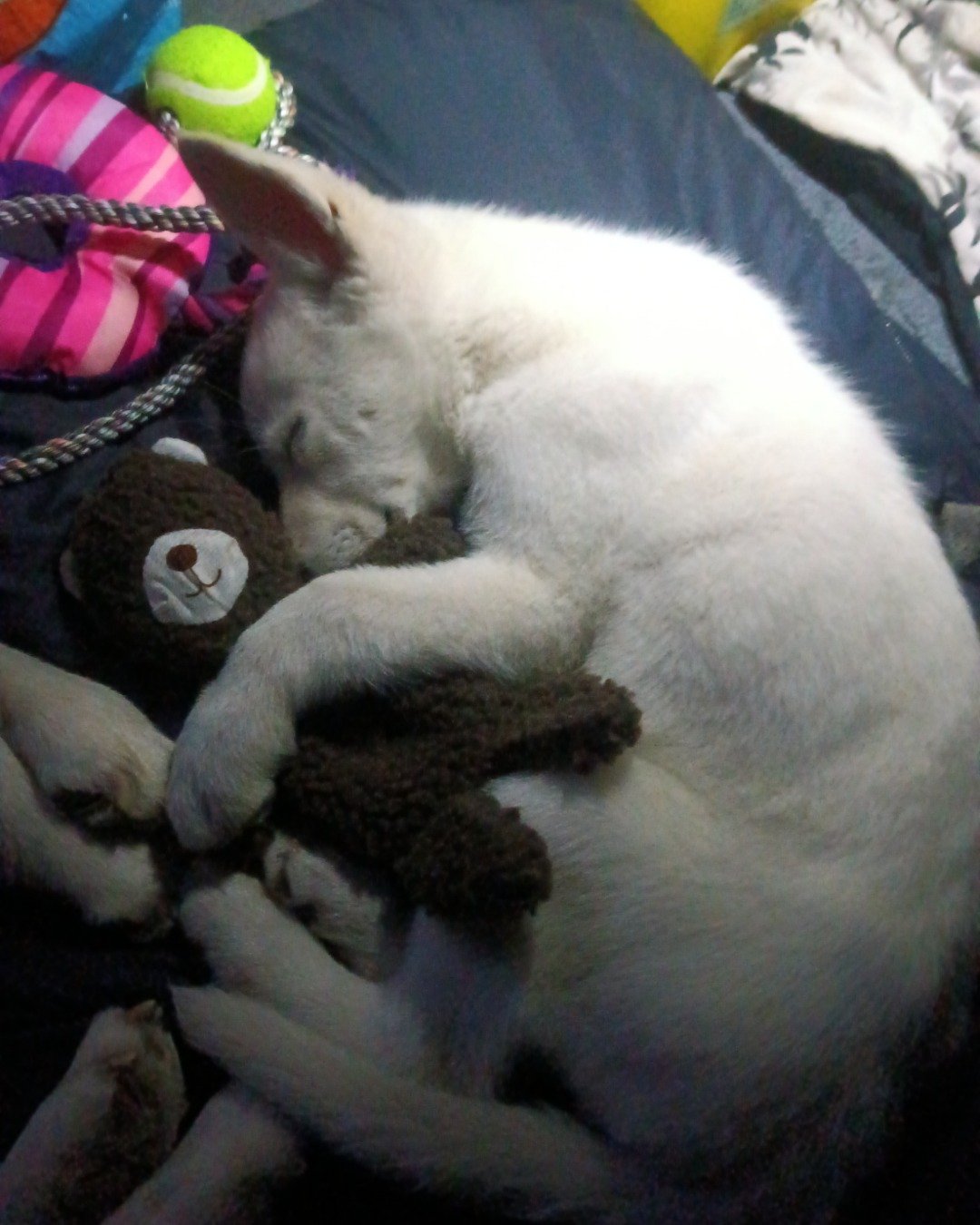 Elthon John the German Shepard and Siberian Husky mix. Ball, Sport, Tennis, Tennis Ball, Person, Sleeping