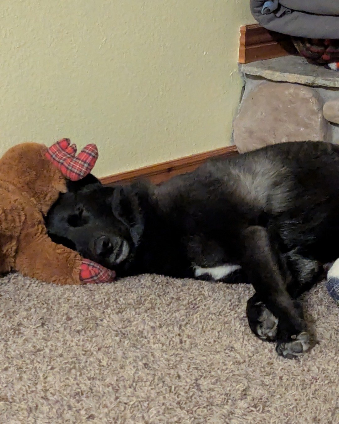 Axel the German Shepard mix. Dog, Puppy, Couch, Furniture, Bear